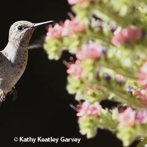 Side view of Anna's hummingbird heading toward a tower of jewels.