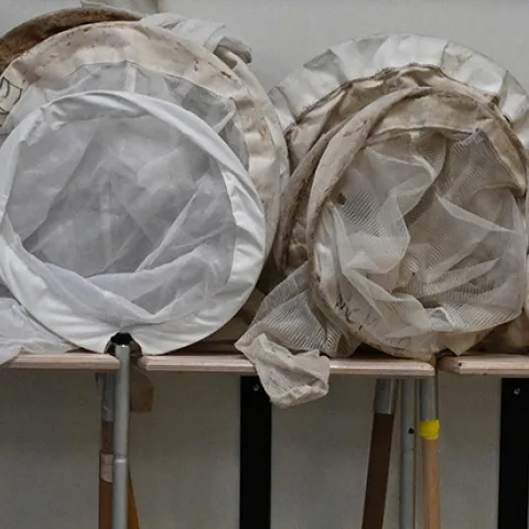 Insect nets lined up at Briggs Hall during UC Davis Picnic Day.