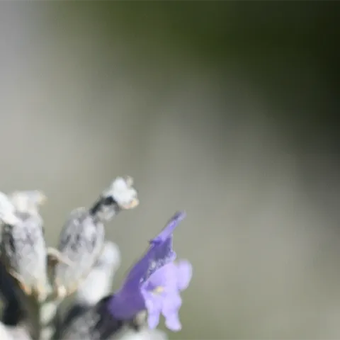 Anthophora urbana in flight. (Photo by Kathy Keatley Garvey)