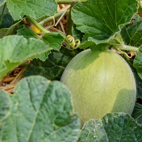 growing melon in Sonoma County home garden