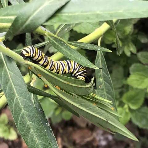 leaves with milkweed and monarch caterpillar