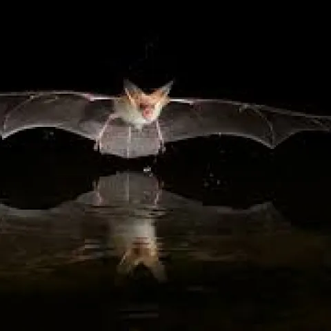pallid bat