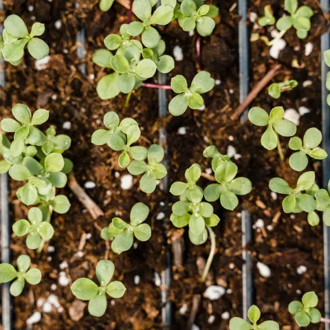 Overhead view of vertical lines of drip irrigation tubing with small seedlings.green seedlings