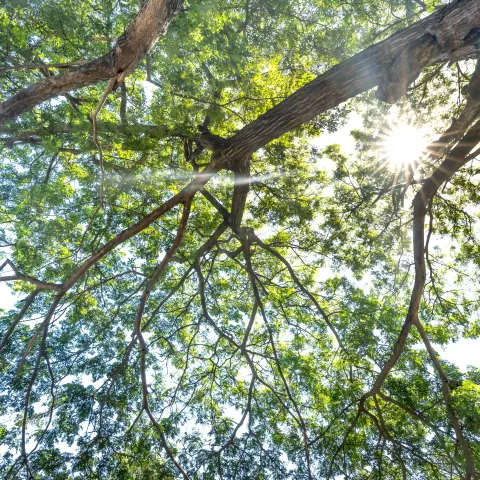 Sunlight streaming through the leaves of a tree canopy