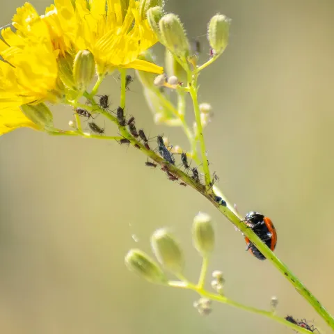 Stem and yellow flower with aphids and lady beetle foraging.