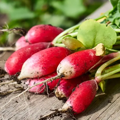 growing rashes in your home garden
