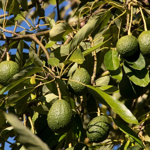 - avocado