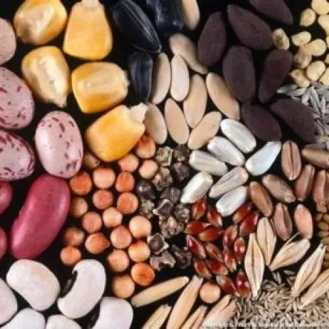 seed saving