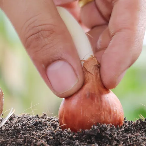 growing shallots in Sonoma County