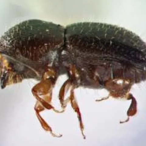 shot hole borer