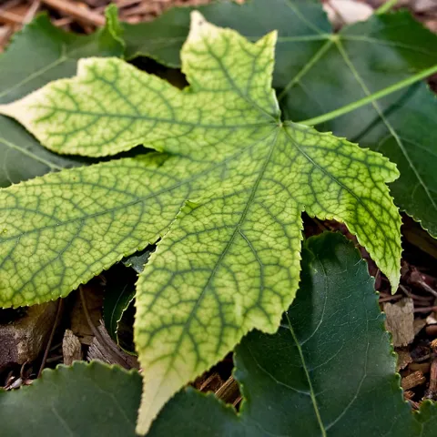 symptoms of Pierce's disease include delayed bud break, scorched leaves, and reduced yield