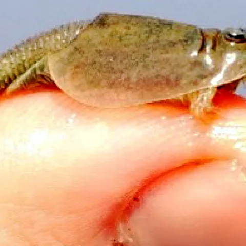 Close-up of tadpole shrimp. (Photo by Ian Grettenberger)