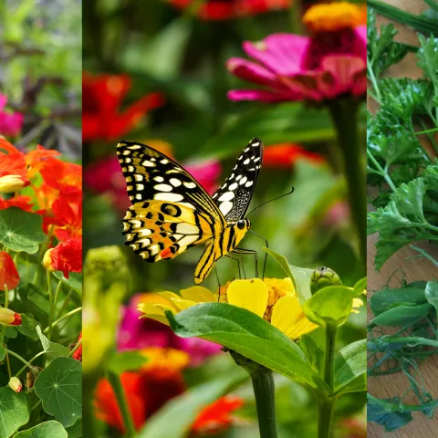 Banner with colorful cut flowers, pollinators and herbs