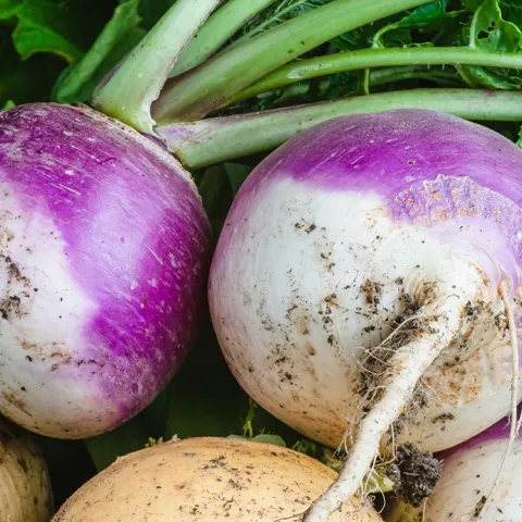 growing tips for turnips and rutabagas