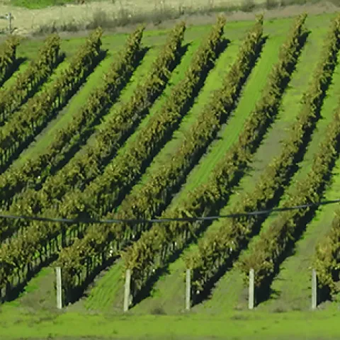 Napa vineyard
