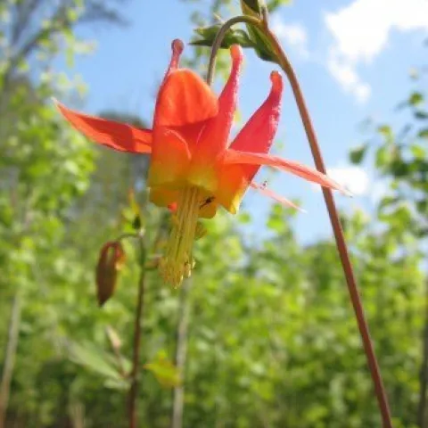 a bright orange flower hangs from a tall stem