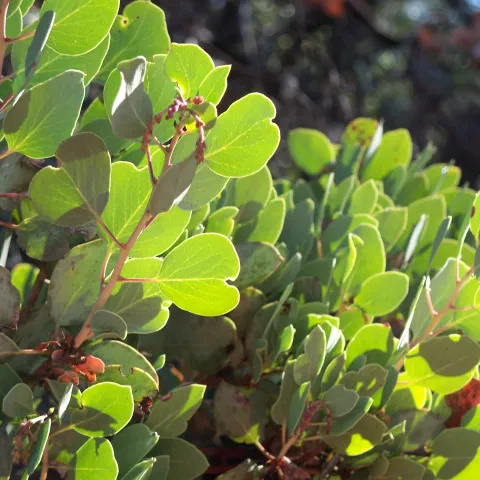 Manzanita bush