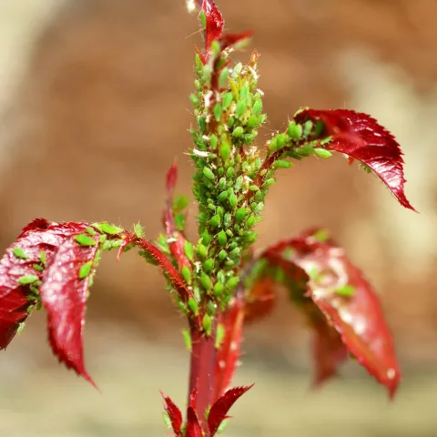 young plant covered in aphids
