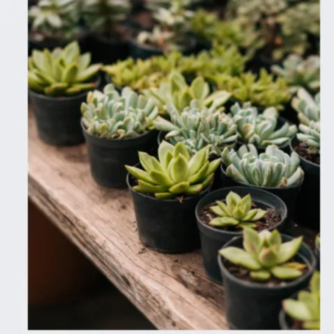 Fall Plant Exchange