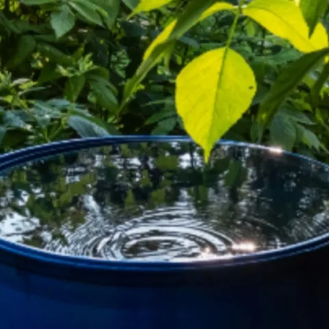 Rainwater harvesting for your garden