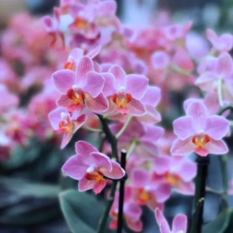 Secrets of growing orchids
