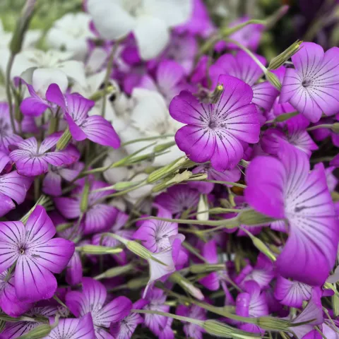 Close up of purple corncockle flowers