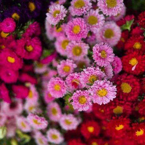 Close up of trio of small mum flowers in magenta, pink, and red