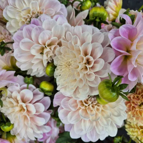 Close up of light pink dahlia flowers