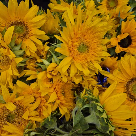 Close up of a bouquet of golden yellow sunflowers