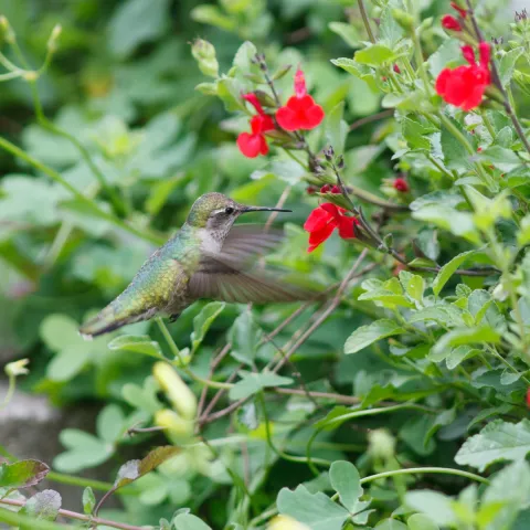 hummingbird hovering as it feeds from a flower