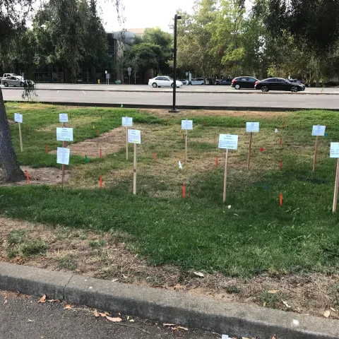 A grassy area with rectangular areas that vary from brown and dead to very weedy, with a mix of dead and brown and green in between depending on the organic herbicide used in the area. Signs show the herbicide used and orange and green flags depict the treatment area.