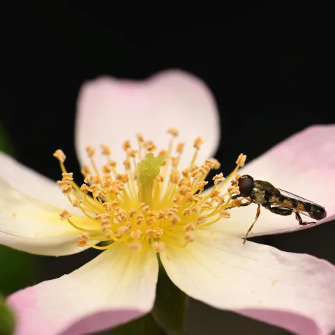 A dark brown and orangish fly with thick hind legs on a pink five petaled flower with a yellow center.