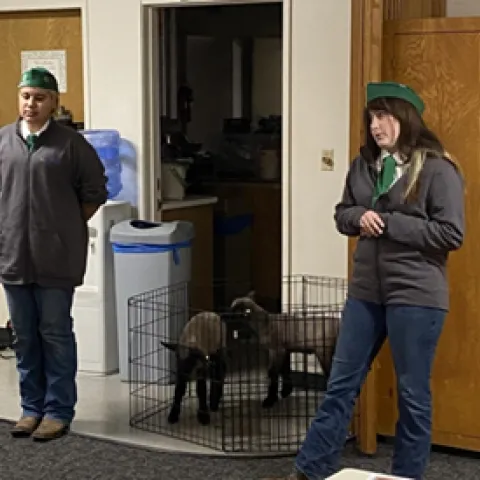 4H youth with lambs