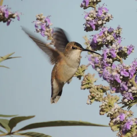 Rufous hummingbird. William Kees