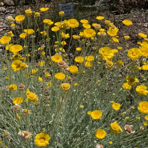 Baileya multiradiata (Desert Marigold), Wildlife Habitat Garden. Laura Kling