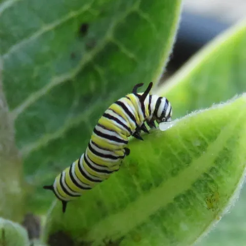 Monarch caterpillar on milkweed. J. Alosi