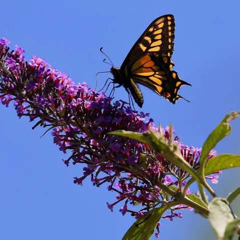 Anise Swallowtail butterfly collecting nectar