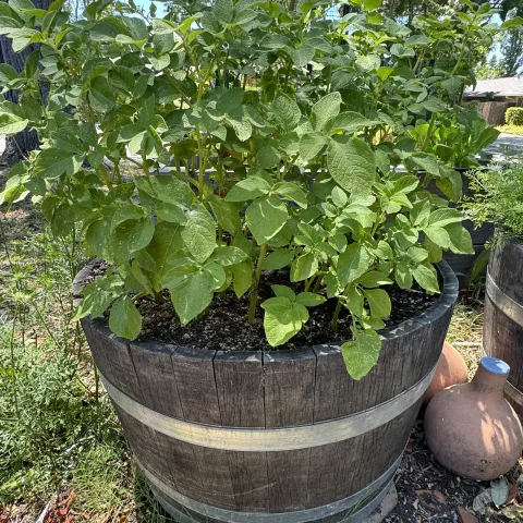 Bright green leaves of a large potato planted in a half wine barrel.