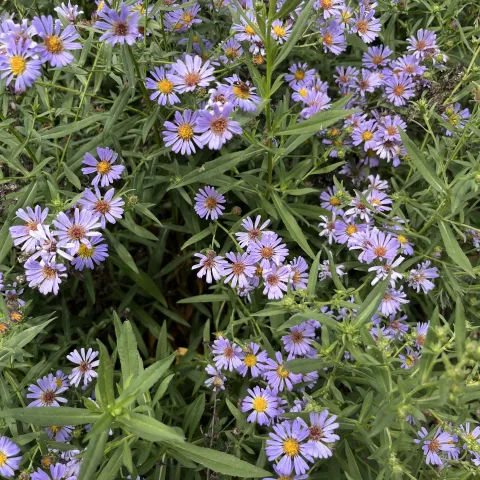 CA Native Aster, Joan Cloutier