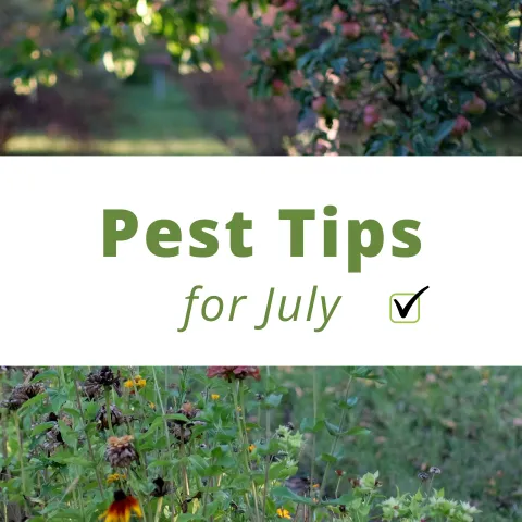 Text reads "Pest Tips for July". In the background you see a picture of a summer garden, abundant with flowers and fruit trees.