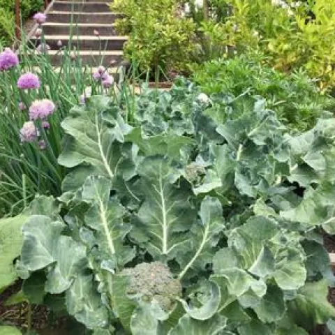 Broccoli and chives plants thrive in amended soil