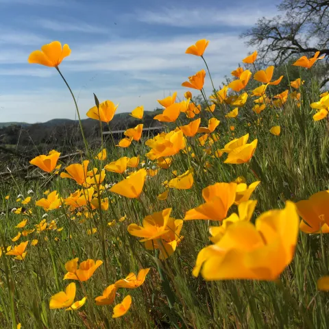 CA Poppieswith Covered Bridge in Background.KnightsFerry 