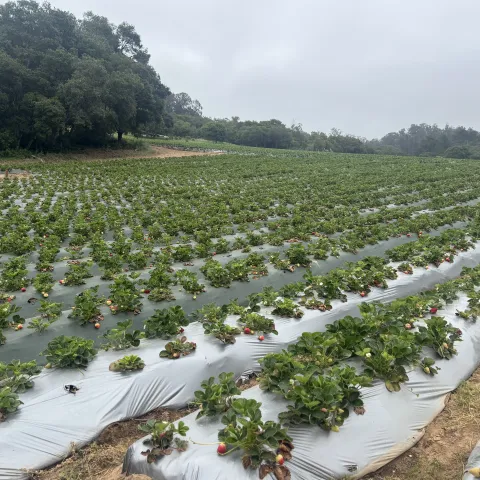 Strawberry field with raised beds covered in agricultural plastic.