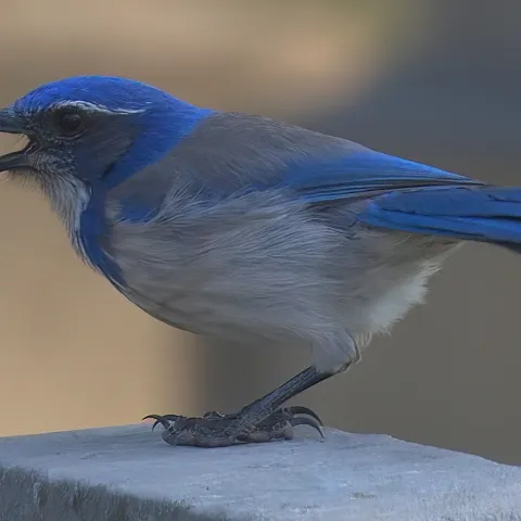 California Scrub Jay with Acorn, Richard Brown