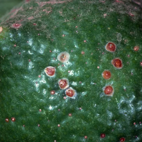 Close up of green citrus fruit with small circular insects scattered on the surface.