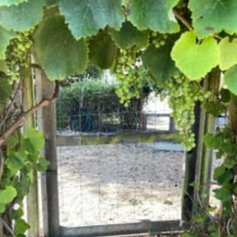 California wild grape vines supported by a wooden arbor at the entrance to a garden