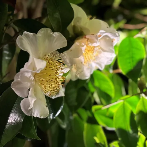 Camellias blooming in partial shade