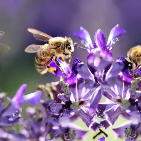 Closeup photo of three bees foraging among purple salvia blossoms 