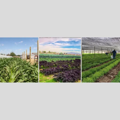 Farm fields growing a diverse selection of crops representing business operations served by the food business center.