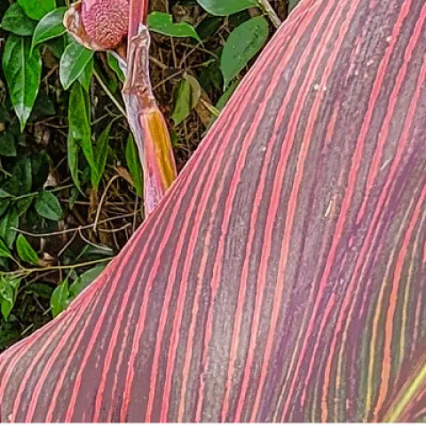 banner photo of canna leaves